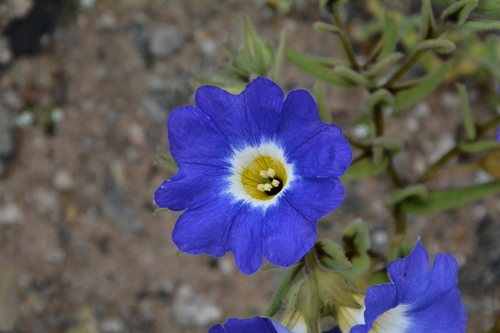 Nolana acuminata, photograph 2