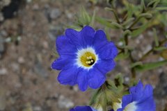 Nolana acuminata, photograph Fabián Nieto, CC BY, iNaturalist via GBIF