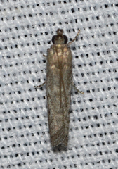 Eurythmia angulella