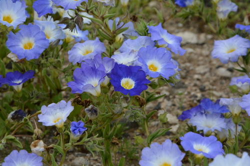 Nolana acuminata