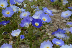 Nolana acuminata