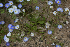 Nolana acuminata, photograph Fabián Nieto, CC BY, iNaturalist via GBIF