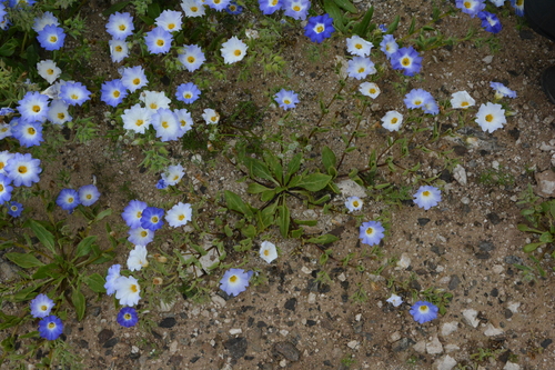 Nolana acuminata, photograph 3