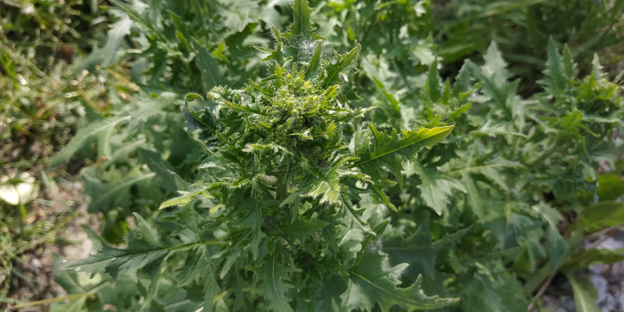 lösel-rauke, small tumbleweed mustard