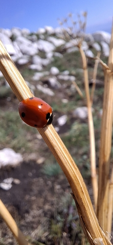 Seven-spotted Lady Beetle