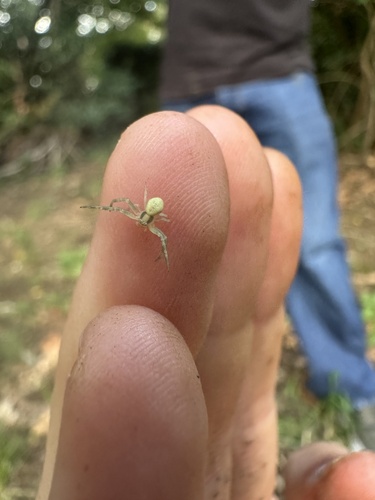 Goldenrod Crab Spider