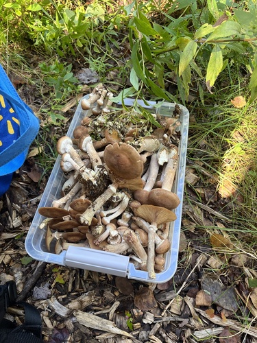 Unknown Species