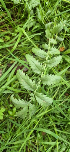 common silverweed