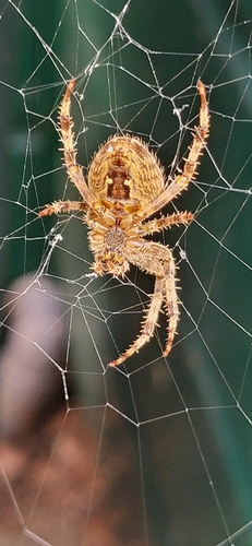 Cross Orbweaver