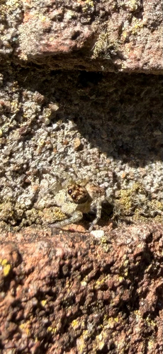 Half-edged Wall Jumping Spider