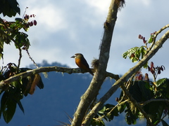Hapaloptila castanea