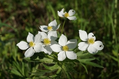 Anemonastrum crinitum