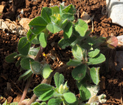 Medicago brachycarpa