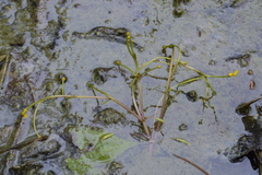 Ranunculus polyphyllus