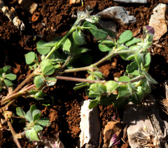 Medicago brachycarpa
