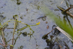 Ranunculus polyphyllus