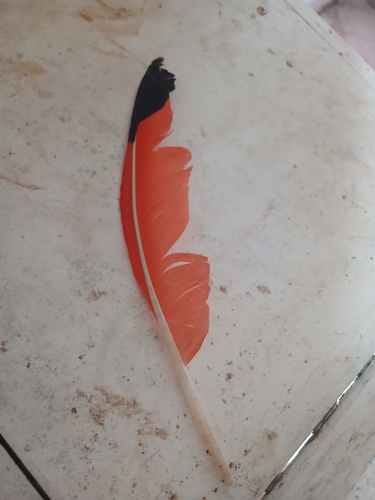 Plume de Ibis rouge