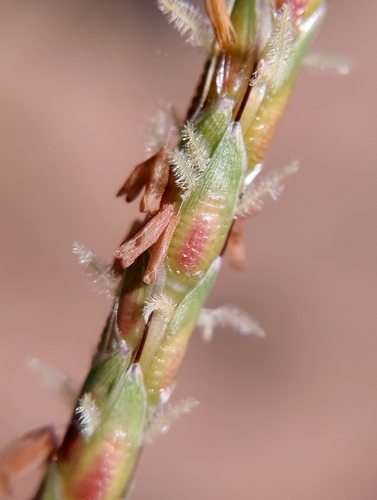 Ischaemum rugosum observed 2026-10-02