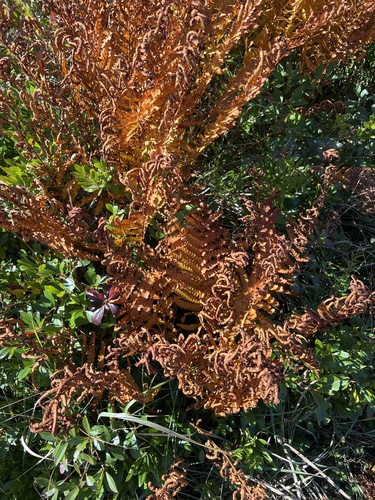 cinnamon fern