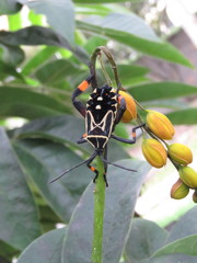 Pachylis heteropus