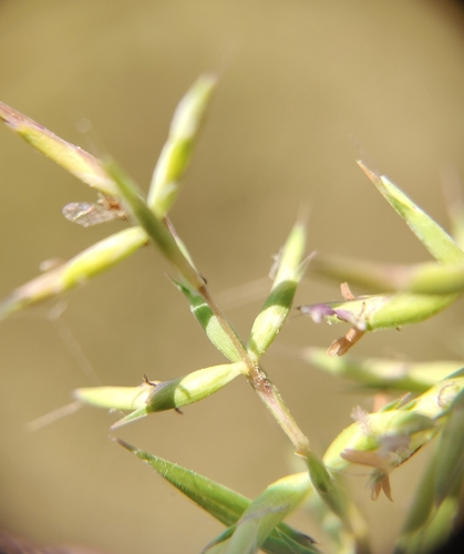 Apluda mutica observed 2026-10-02