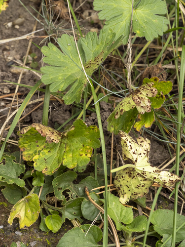 Uromyces geranii, 2026-10-03