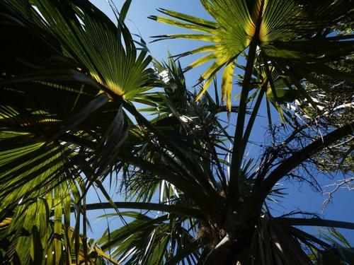 Image of Sabal bermudana by (c) Alison Copeland, some rights reserved (CC BY)