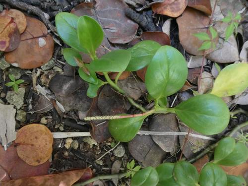 Wild Bermuda Pepper (Peperomia septentrionalis)