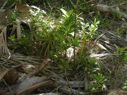 Bermuda sedge (Carex bermudiana)