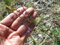 Polygala tenuifolia