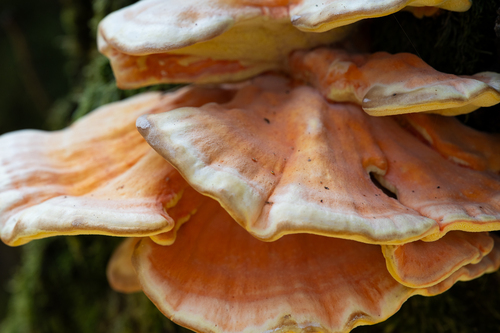 chicken of the woods