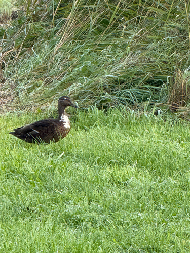Domestic Mallard