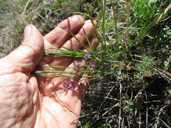 Polygala tenuifolia