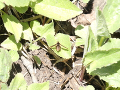 Bombylius pulchellus