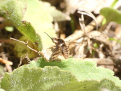 Bombylius pulchellus