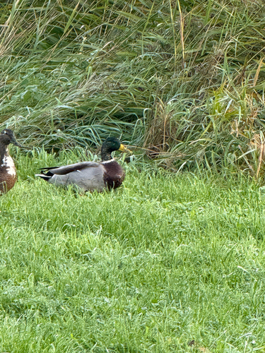 Mallard