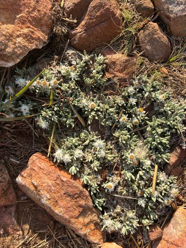 Helichrysum cerastioides, 2026-10-03