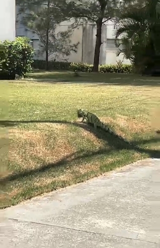 Green Iguana