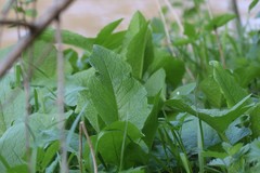 Cicerbita macrophylla uralensis