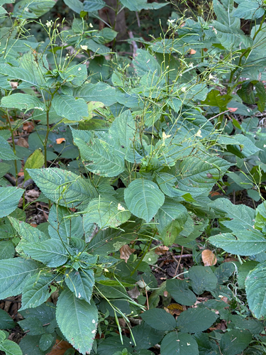 small balsam