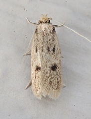 Carolana ascriptella