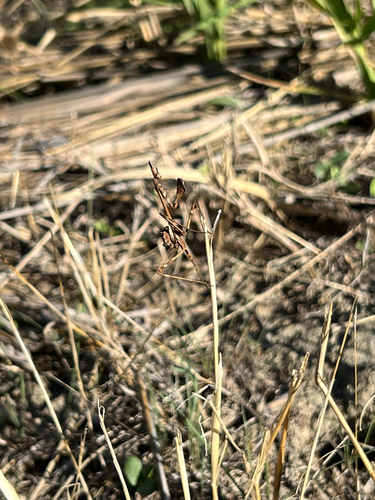 Mediterranean Conehead Mantis