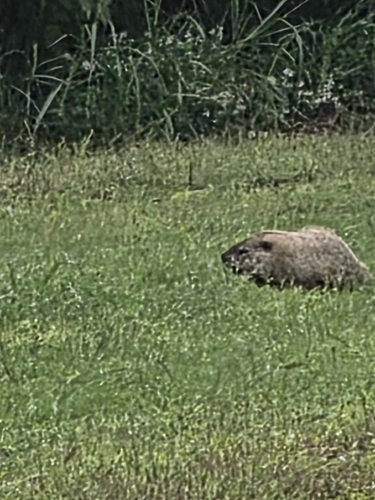 Groundhog