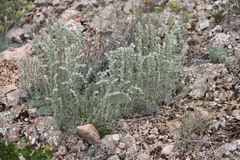 Artemisia alpina