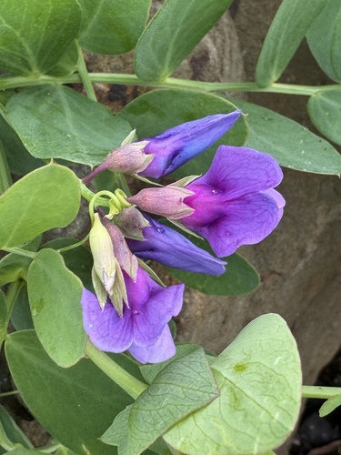 seaside pea