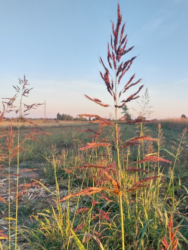 Johnson grass