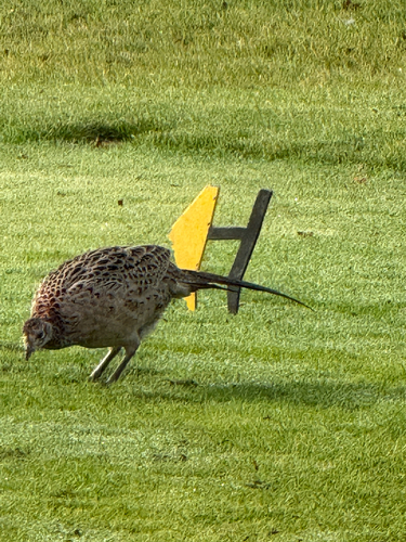 Ring-necked Pheasant