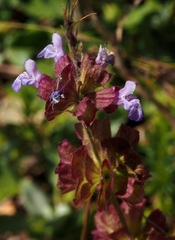 Salvia multicaulis