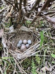 Pipilo erythrophthalmus