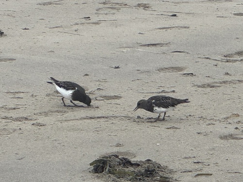Black Turnstone
